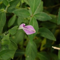 Dicliptera neesii (Trimen) L.H.Cramer